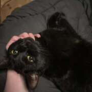 ヒメ日記 2026/01/24 22:42 投稿 ★黒崎しぐれ★ CLUB39（クラブサンキュー）