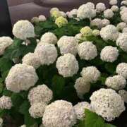 ヒメ日記 2025/07/24 22:07 投稿 【もも】美巨乳Fカップと美顔♪ バブルリングプラス