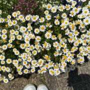 ヒメ日記 2025/09/12 07:48 投稿 【もも】美巨乳Fカップと美顔♪ バブルリングプラス