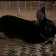 ヒメ日記 2025/11/27 01:18 投稿 【もも】美巨乳Fカップと美顔♪ バブルリングプラス