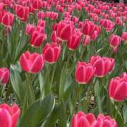 ヒメ日記 2025/04/14 11:16 投稿 高田真衣 五十路マダム 仙台店