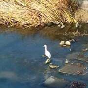 ヒメ日記 2024/12/13 10:11 投稿 なな 奥様の実話 なんば店