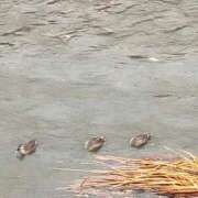 ヒメ日記 2025/03/03 10:33 投稿 なな 奥様の実話 なんば店