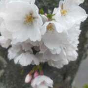 ヒメ日記 2025/04/02 16:06 投稿 なな 奥様の実話 なんば店