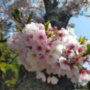 ヒメ日記 2025/04/10 08:11 投稿 なな 奥様の実話 なんば店