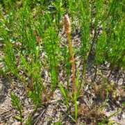 ヒメ日記 2025/04/15 08:15 投稿 なな 奥様の実話 なんば店