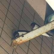 ヒメ日記 2025/04/16 08:28 投稿 なな 奥様の実話 なんば店