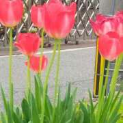 ヒメ日記 2025/04/21 08:08 投稿 なな 奥様の実話 なんば店