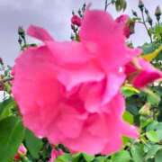 ヒメ日記 2025/04/29 08:15 投稿 なな 奥様の実話 なんば店