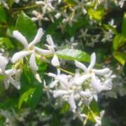 ヒメ日記 2025/05/29 07:21 投稿 なな 奥様の実話 なんば店