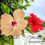 ヒメ日記 2025/07/28 08:01 投稿 なな 奥様の実話 なんば店