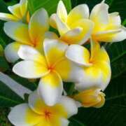 ヒメ日記 2025/09/06 09:21 投稿 なな 奥様の実話 なんば店