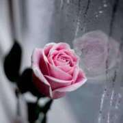 ヒメ日記 2025/11/25 08:10 投稿 なな 奥様の実話 なんば店