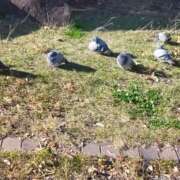 ヒメ日記 2025/12/16 08:00 投稿 なな 奥様の実話 なんば店