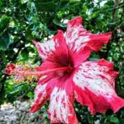 ヒメ日記 2026/02/11 16:05 投稿 なな 奥様の実話 なんば店