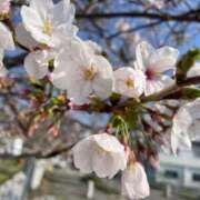ヒメ日記 2026/04/03 07:36 投稿 なな 奥様の実話 なんば店