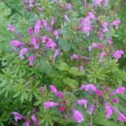 ヒメ日記 2025/03/13 09:58 投稿 すず 大人の遊園痴「スピーディー」