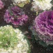 ヒメ日記 2025/03/18 22:18 投稿 すず 大人の遊園痴「スピーディー」