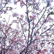 ヒメ日記 2025/04/04 08:08 投稿 すず 大人の遊園痴「スピーディー」