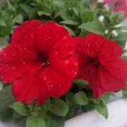 ヒメ日記 2025/04/06 21:58 投稿 すず 大人の遊園痴「スピーディー」