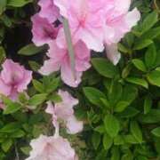 ヒメ日記 2025/04/20 16:08 投稿 すず 大人の遊園痴「スピーディー」