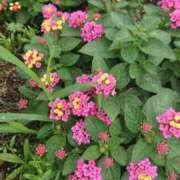 ヒメ日記 2025/08/09 23:18 投稿 すず 大人の遊園痴「スピーディー」