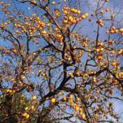 ヒメ日記 2025/11/10 10:18 投稿 すず 大人の遊園痴「スピーディー」