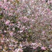 ヒメ日記 2026/04/14 09:38 投稿 すず 大人の遊園痴「スピーディー」