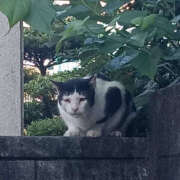 ヒメ日記 2025/08/15 08:29 投稿 あみ YESグループ TSUBAKI FIRST