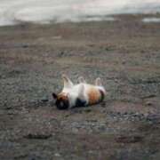 ヒメ日記 2026/04/08 10:42 投稿 ひまわり 手コキ＆オナクラ 大阪はまちゃん 谷九店