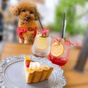 ひまわり 10:00〜出勤🐶🫧 手コキ＆オナクラ 大阪はまちゃん 谷九店