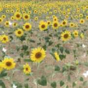 ヒメ日記 2025/08/17 23:49 投稿 こはる Felice(フェリス)