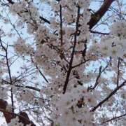 ヒメ日記 2025/03/27 18:11 投稿 みやび 木更津人妻花壇