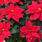 ヒメ日記 2024/12/18 10:16 投稿 みこ 熟女家 十三店