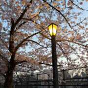 ヒメ日記 2025/04/09 11:30 投稿 みこ 熟女家 十三店