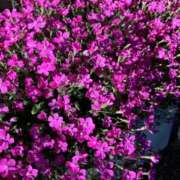 ヒメ日記 2025/04/25 11:33 投稿 みこ 熟女家 十三店