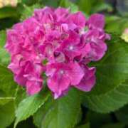 ヒメ日記 2025/06/04 11:23 投稿 みこ 熟女家 十三店