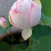 ヒメ日記 2025/08/01 09:54 投稿 みこ 熟女家 十三店