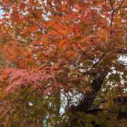 ヒメ日記 2025/11/03 10:33 投稿 みこ 熟女家 十三店