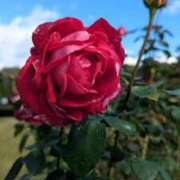 ヒメ日記 2025/11/09 15:23 投稿 みこ 熟女家 十三店