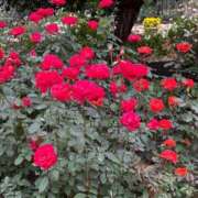 ヒメ日記 2025/11/15 11:11 投稿 みこ 熟女家 十三店