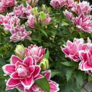 ヒメ日記 2025/11/27 11:08 投稿 みこ 熟女家 十三店