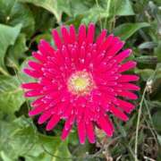 ヒメ日記 2025/12/27 11:16 投稿 みこ 熟女家 十三店