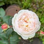 ヒメ日記 2025/12/29 13:02 投稿 みこ 熟女家 十三店