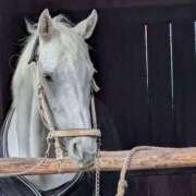 ヒメ日記 2026/01/04 09:57 投稿 みこ 熟女家 十三店