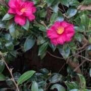 ヒメ日記 2026/01/09 10:59 投稿 みこ 熟女家 十三店