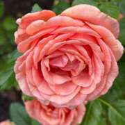 みこ みこです❤️ 熟女家 十三店