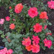 ヒメ日記 2026/01/23 11:13 投稿 みこ 熟女家 十三店