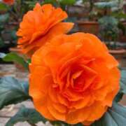 ヒメ日記 2026/01/29 10:54 投稿 みこ 熟女家 十三店