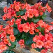 ヒメ日記 2026/01/30 12:06 投稿 みこ 熟女家 十三店